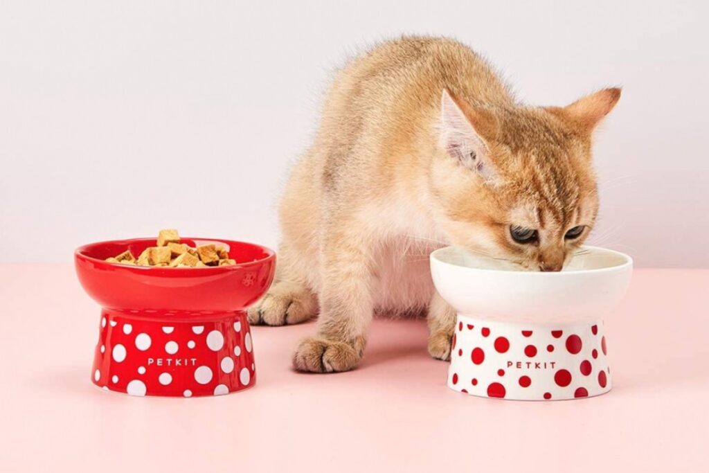 gatto arancione che mangia la pappa