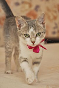 5 collari per rendere il look del tuo gatto stiloso e alla moda