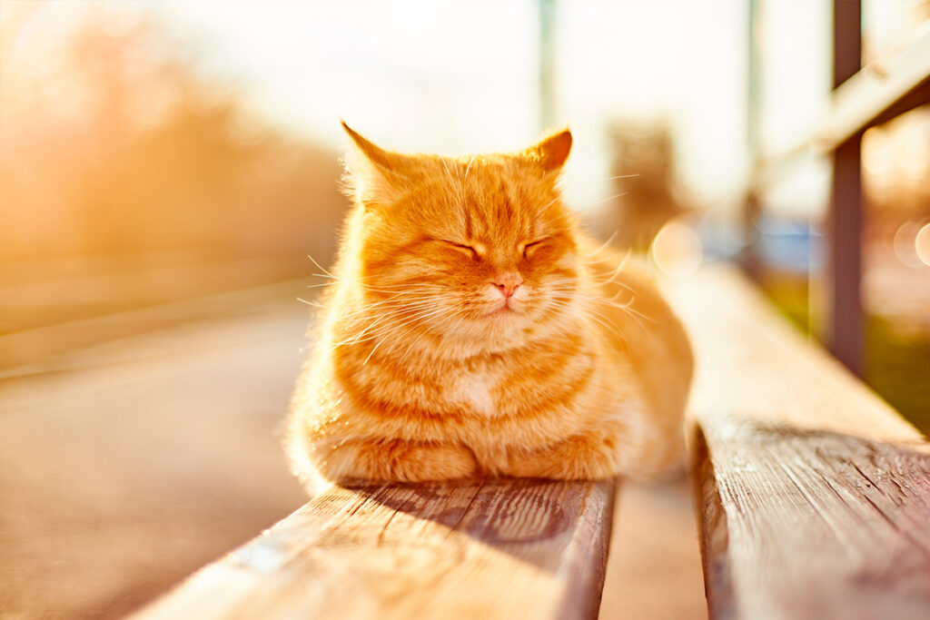 gatto al sole