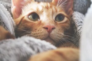 5 cose che tutti i gatti dovrebbero assolutamente avere