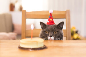 5 cose bellissime da regalare al gatto per il suo compleanno