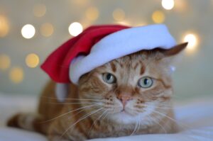 5 cose da regalare al tuo gatto per un Natale indimenticabile