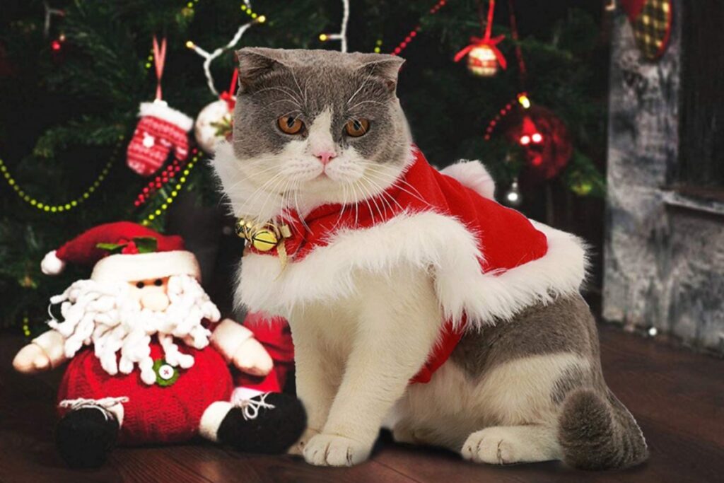 costume da babbo natale per il gatto