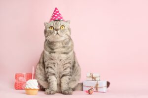 5 cose per festeggiare il compleanno del tuo gatto in modo impeccabile