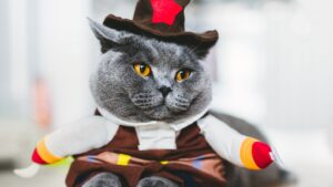 5 costumi divertenti per gatti, perfetti per le feste a tema