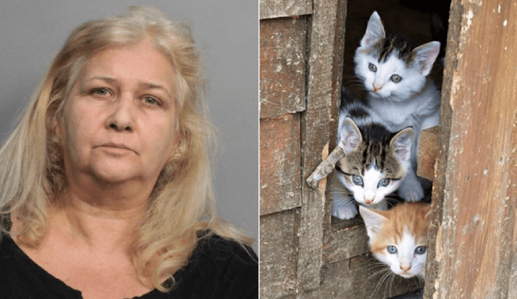 donna arrestata per aver maltrattato gatti