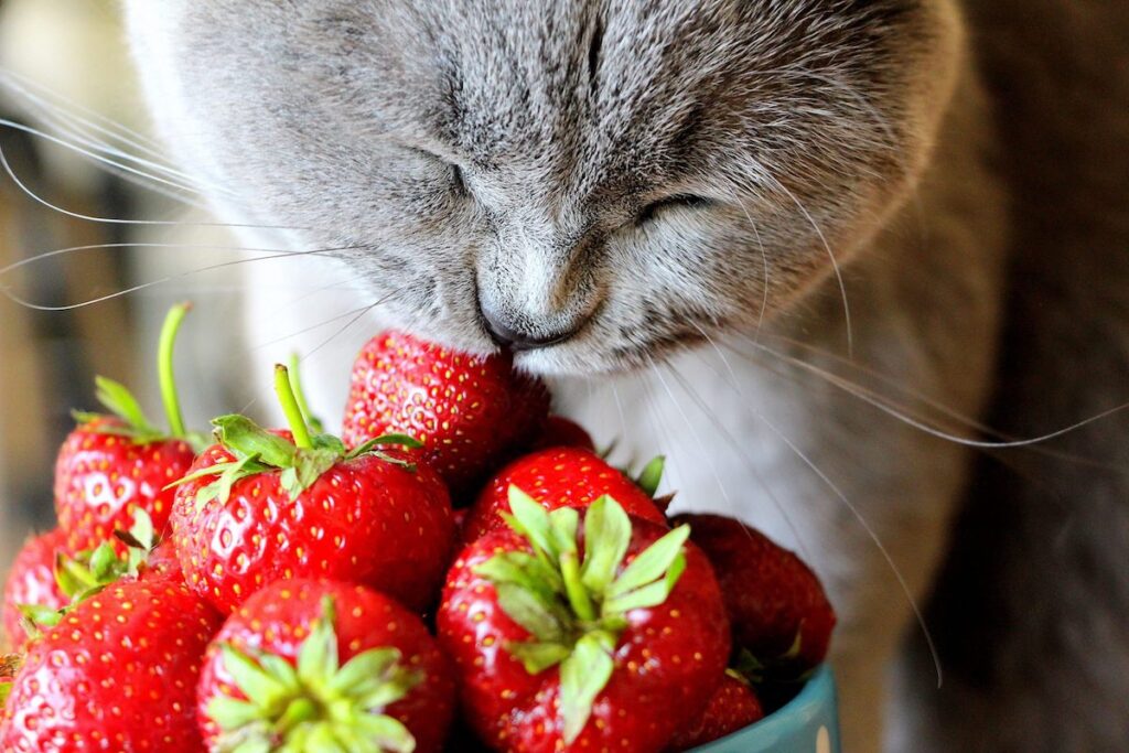 gattino mangia le fragole