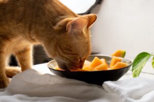 gattino mangia melone