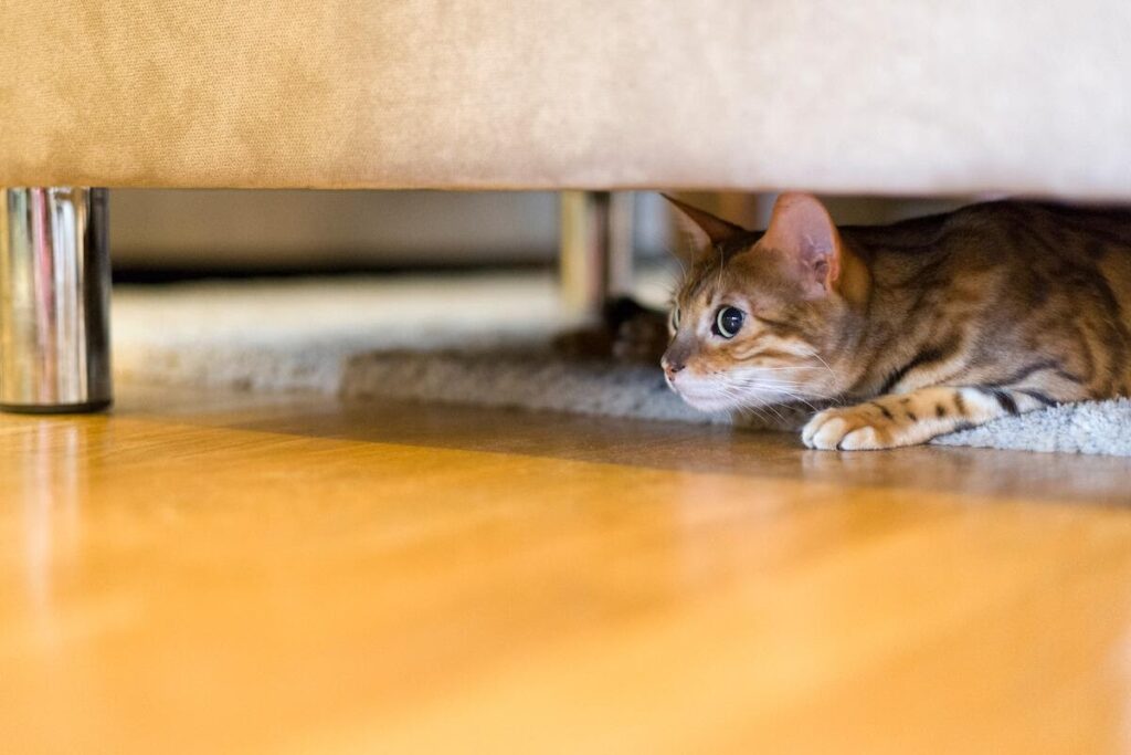 gatto sotto il letto
