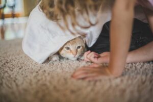 Come si fa a far stare tranquillo il gatto quando ci sono ospiti?