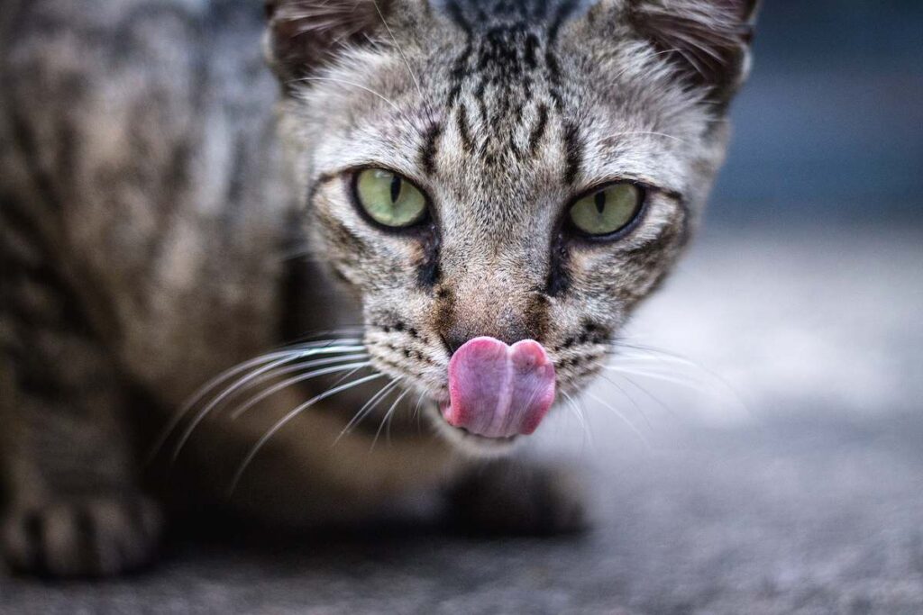 gatto con la lingua di fuori