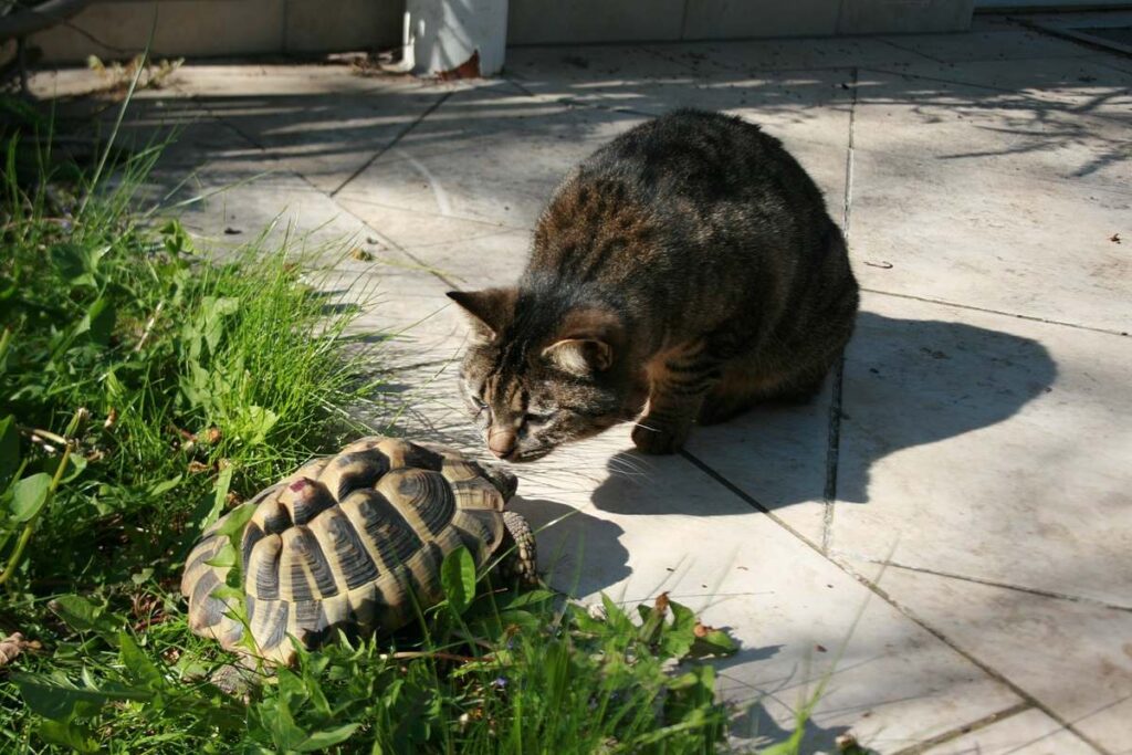 gatto con una tartaruga