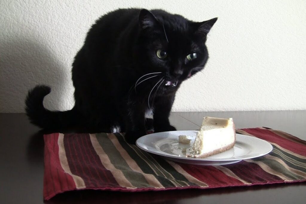 gatto che mangia cheesecake