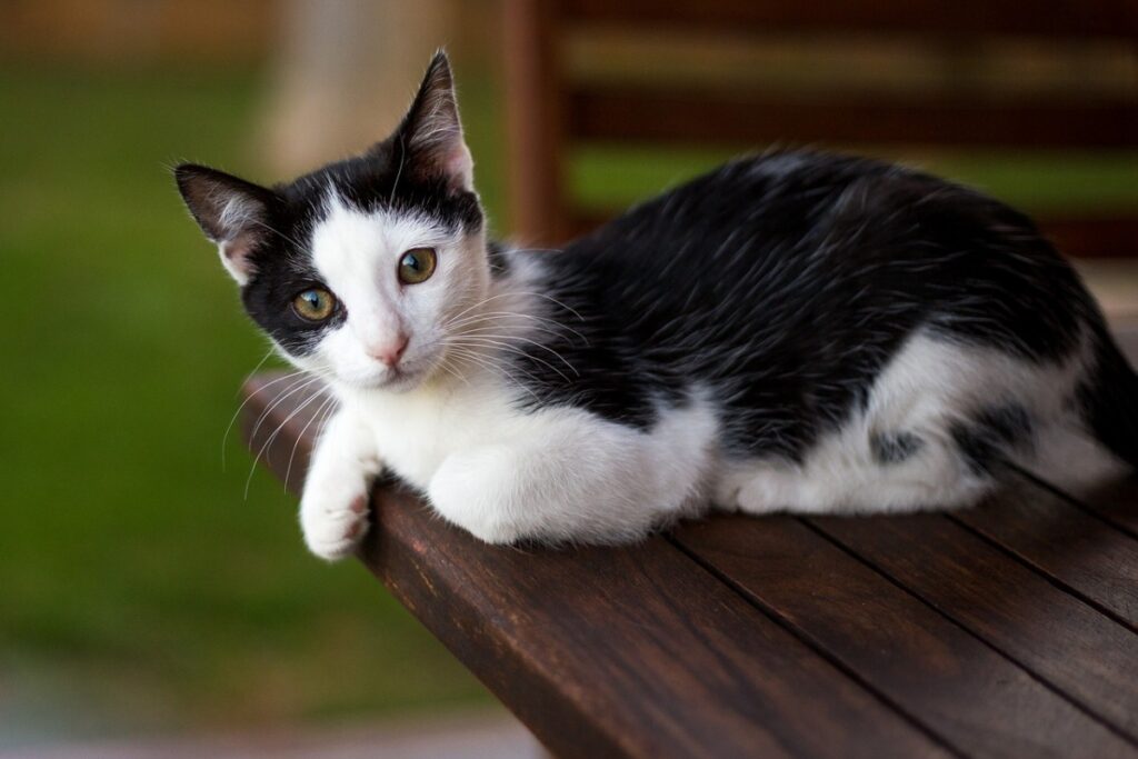 gatto bianco e nero