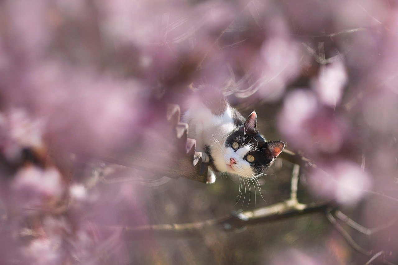 gatto in mezzo ai rami