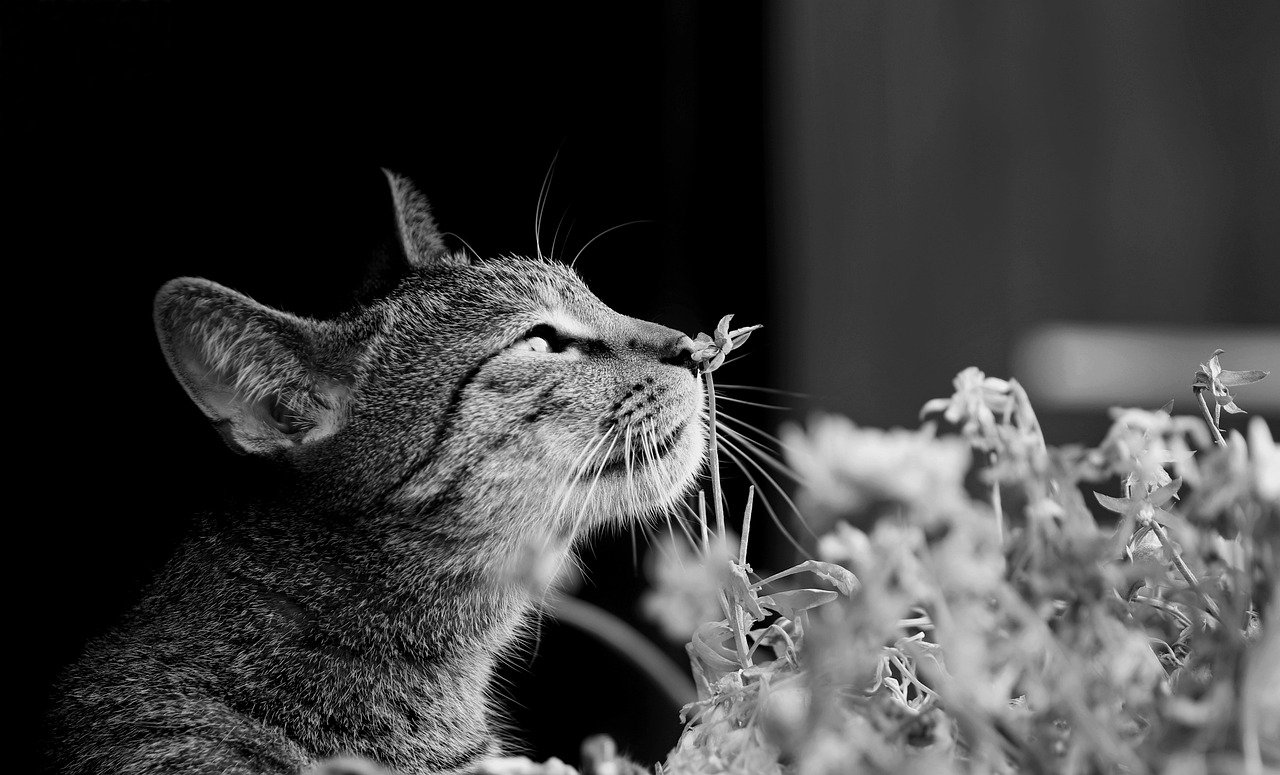 gatto gioca con fiori