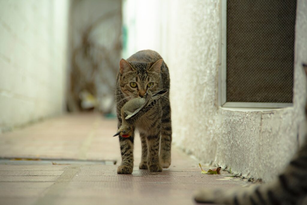 gattino a caccia