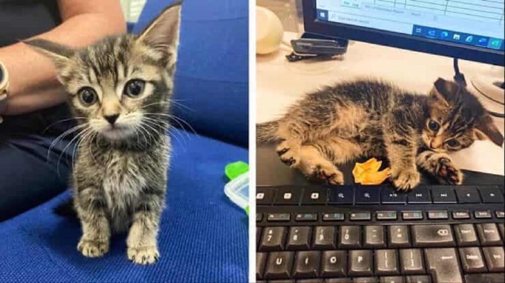 gattino trovato su un treno in inghilterra