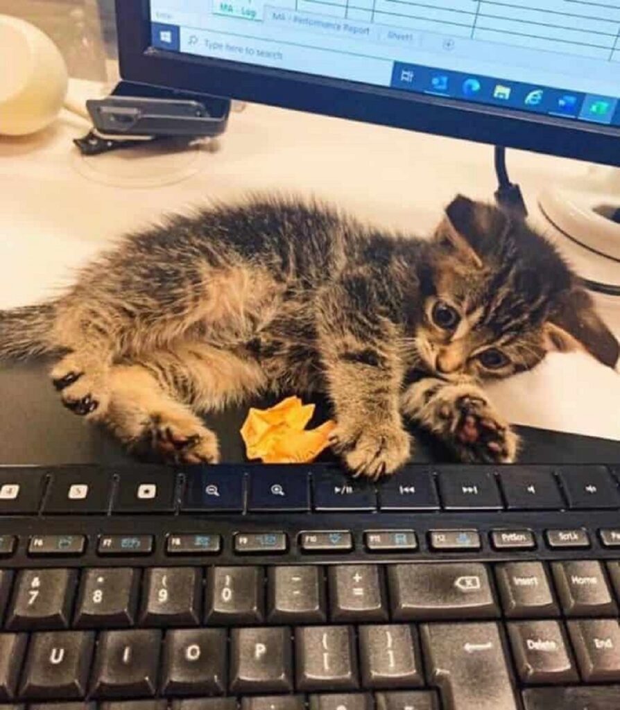 ritrovamento di un gattino su un treno