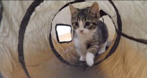 Il gattino Coco emozionato di provare un nuovo gioco per la prima volta (VIDEO)