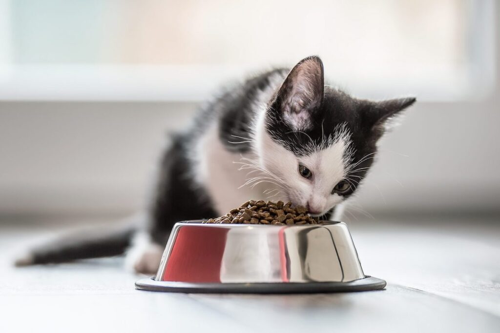 cucciolo di gatto mangia le crocchette dalla ciotola