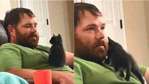 Gattino amato dal marito di questa donna
