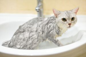 gattino fa il bagnetto