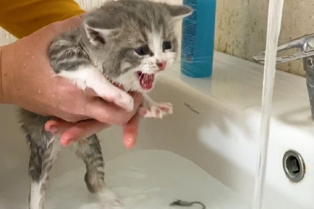 gattino resiste al bagnetto