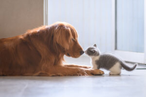 Come mai il gattino vuole stare sempre con il cane?