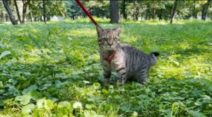 Il gatto Sammy passeggia nel bosco per la prima volta (VIDEO)
