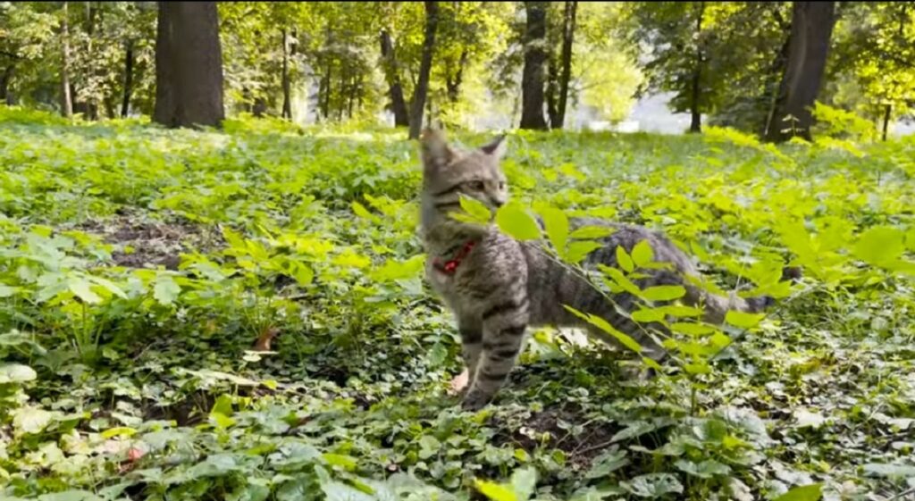 gatto sammy cammina nel bosco per la prima volta