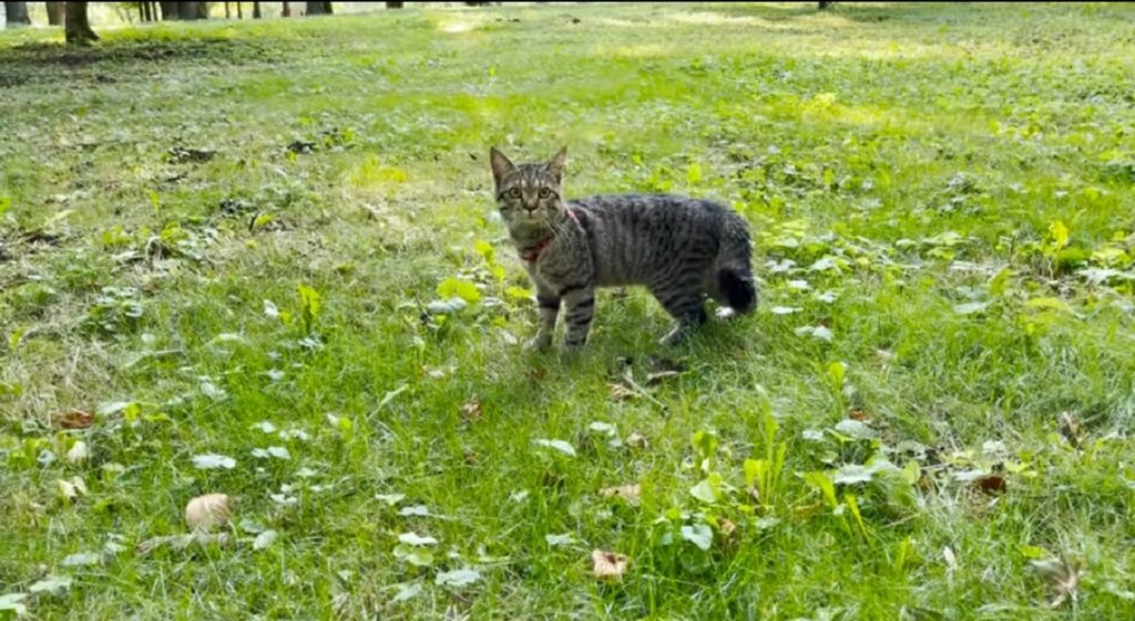 gatto sammy nel bosco per la prima volta