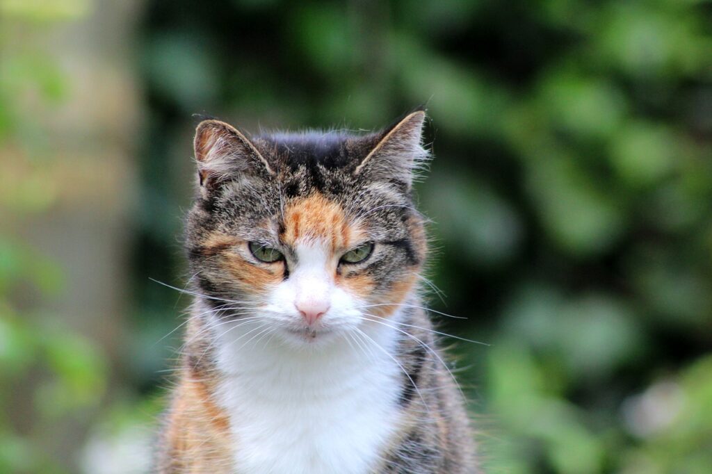 gatto tricolore anziano