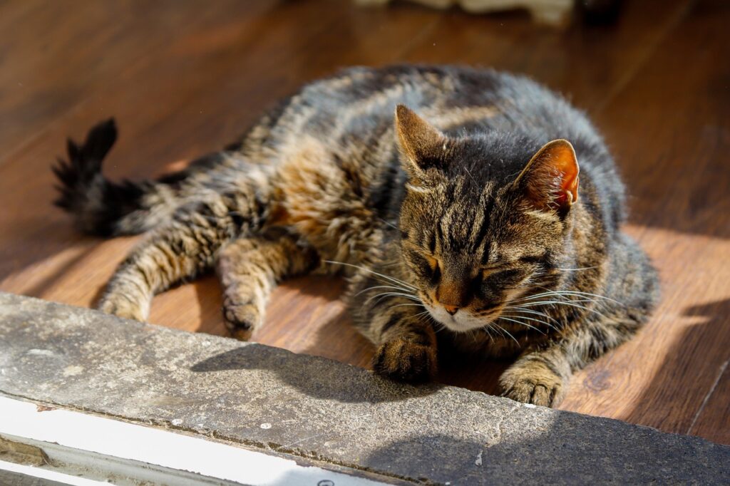 gatto anziano che dorme