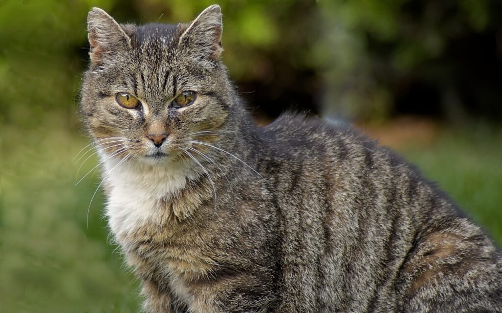 gatto tigrato anziano