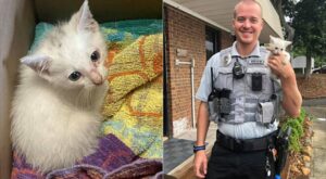 Gattino impaurito salvato da un poliziotto