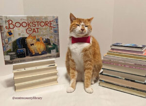 Horatio: il gatto bibliotecario che si traveste da personaggi letterari