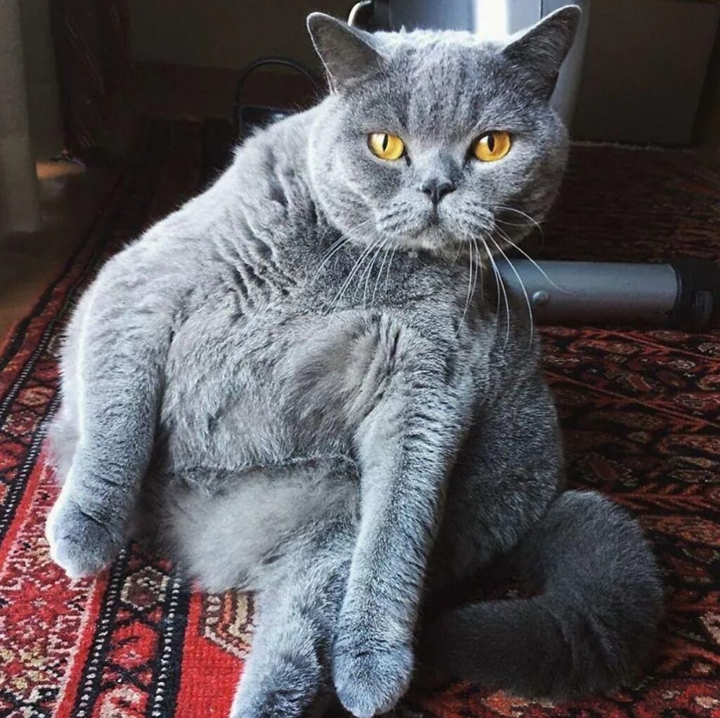gatto grigio seduto