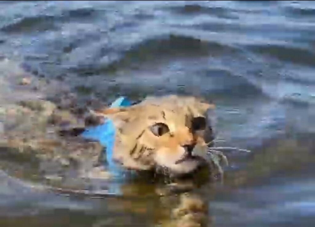 gatto del bengala prima volta in acqua 