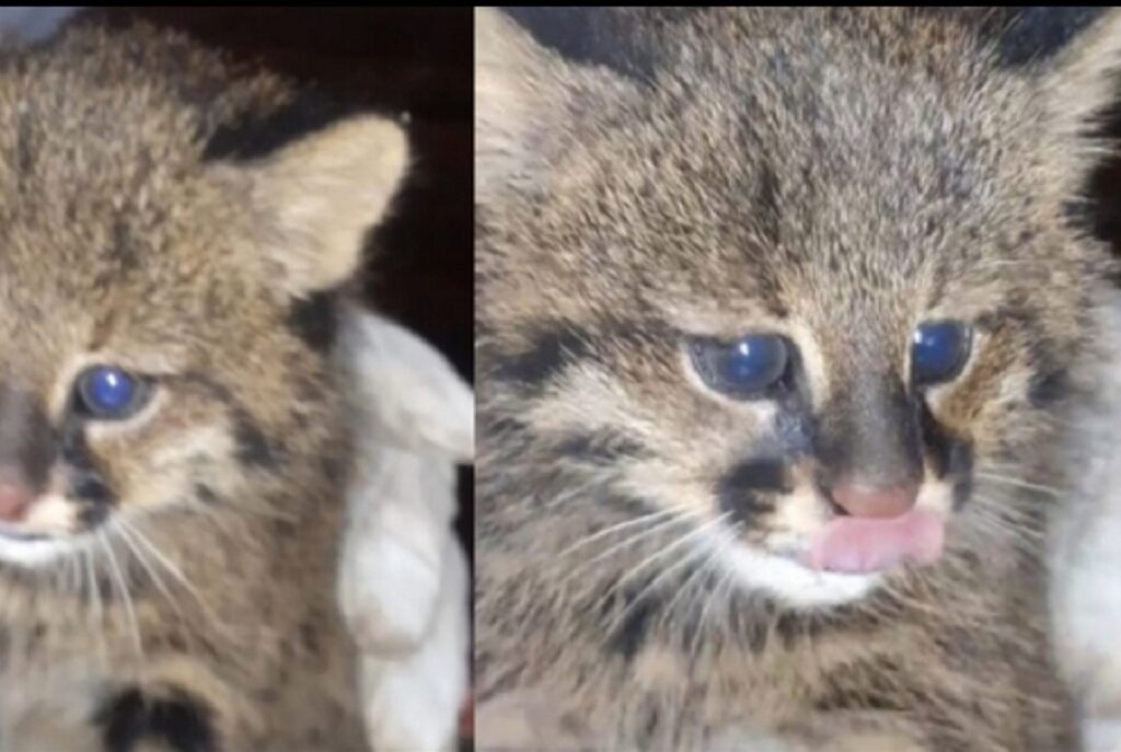 gatto del pantanal salvato da un incendio in bolivia 