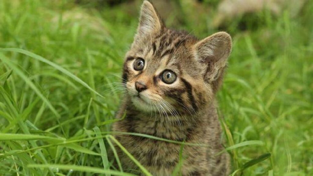 gatto salvato in bolivia 