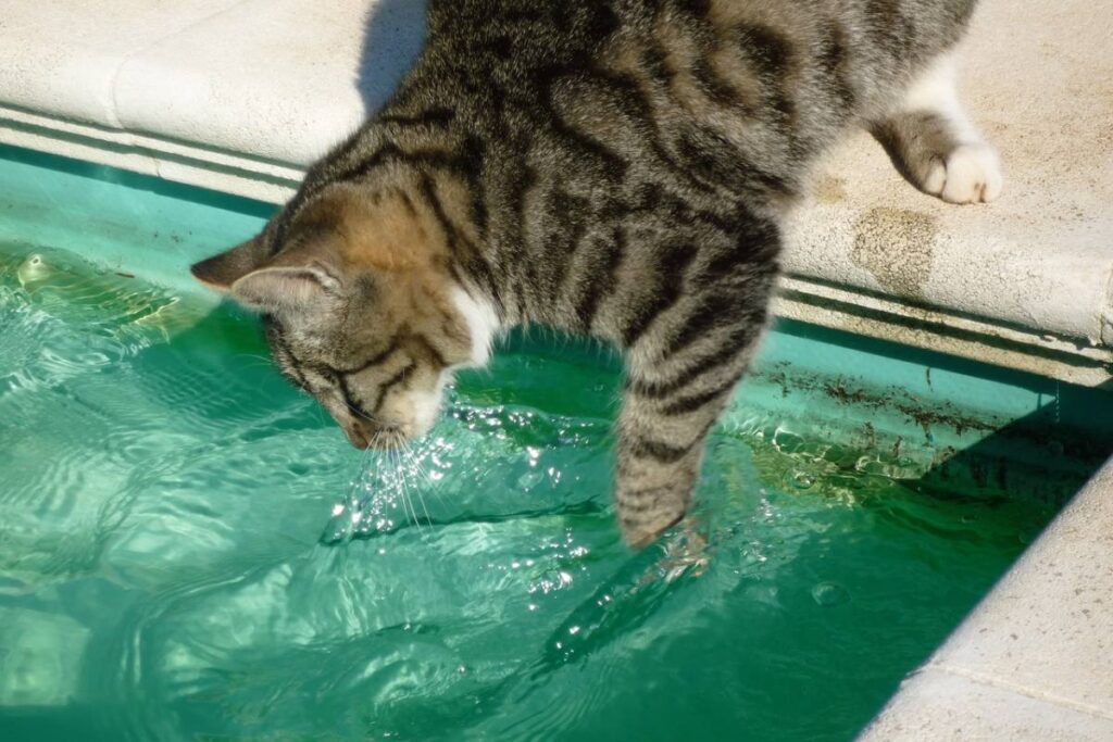 gatto e piscina