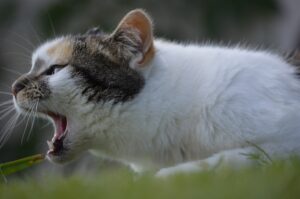 Cosa devo fare se il gatto ha qualcosa bloccato in gola?