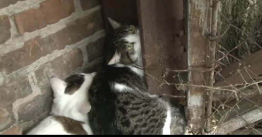 gatto impigliato nel fil di ferro insieme ad altro gatto 