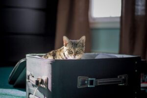 Cosa deve fare un gatto prima di partire per le vacanze?
