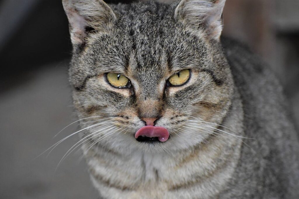 gatto che si lecca i baffi