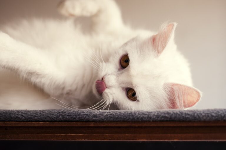 gatto bianco sul tavolo
