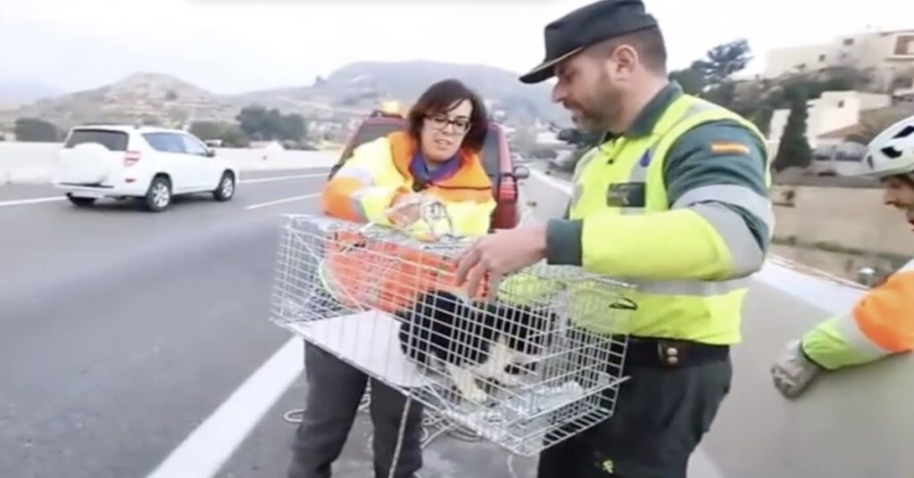 volontari salvano un gatto in Spagna