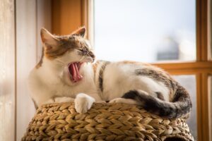 Perchè il gatto si arrabbia se gli tocco la coda?