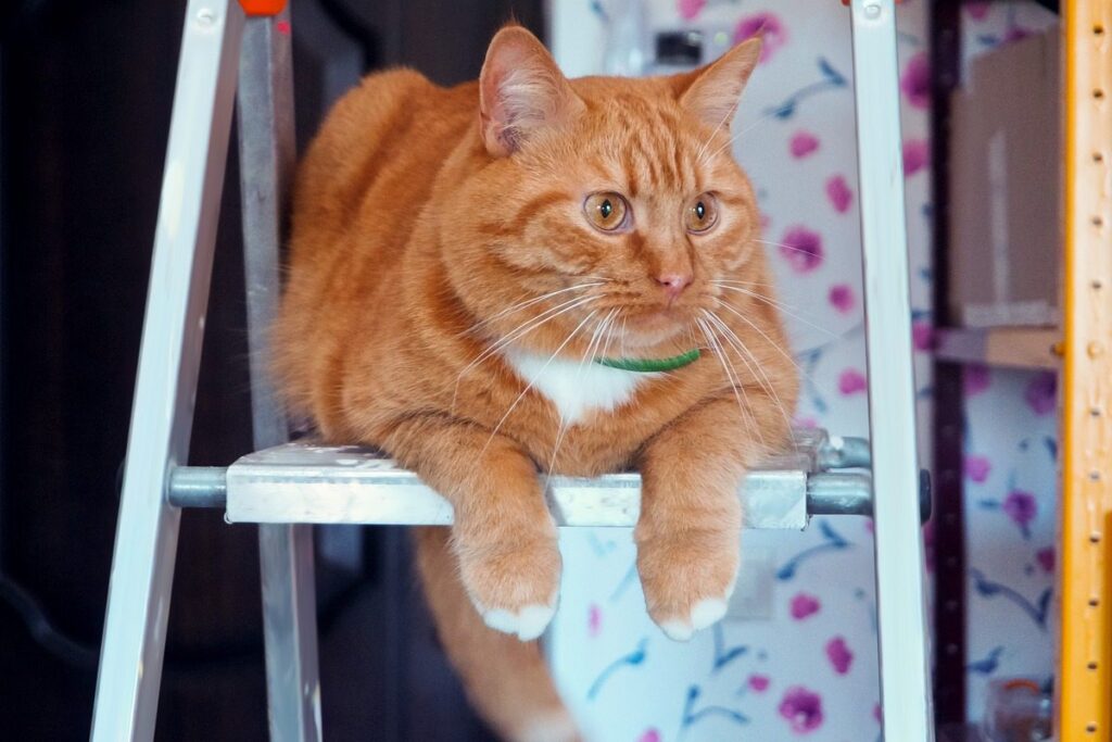 gatto arancione su una scala